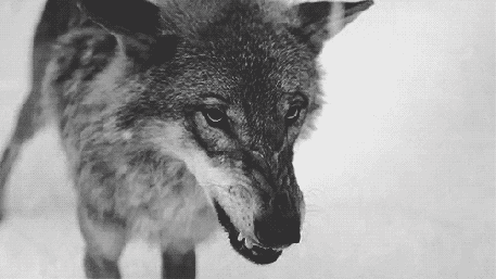 goetia_girls_shaman_wolf
